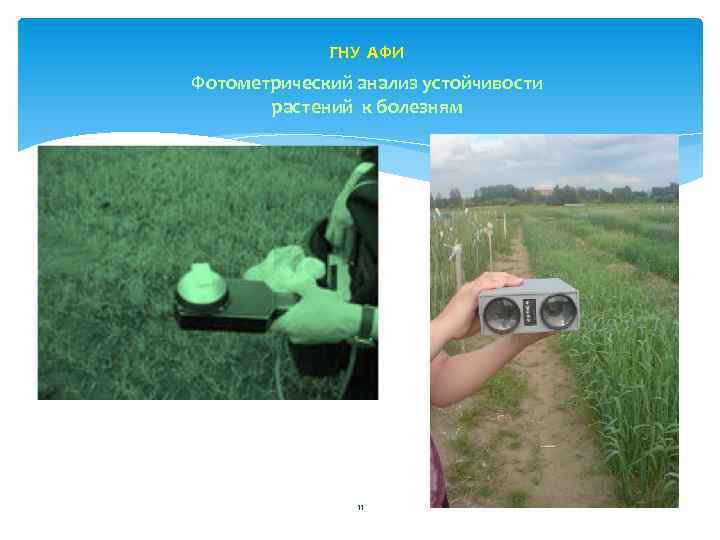 ГНУ АФИ Фотометрический анализ устойчивости растений к болезням 11 
