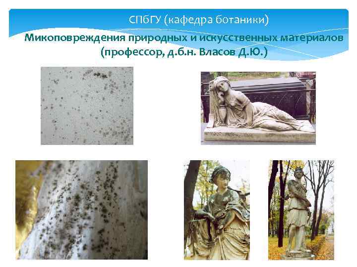 СПб. ГУ (кафедра ботаники) Микоповреждения природных и искусственных материалов (профессор, д. б. н. Власов