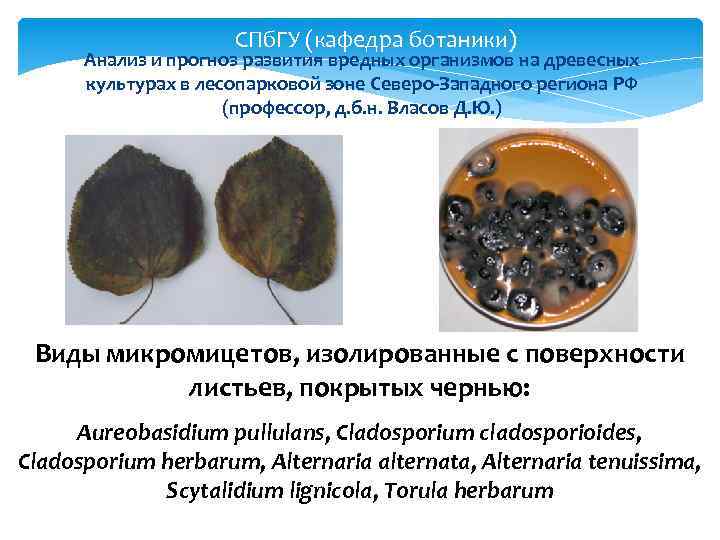СПб. ГУ (кафедра ботаники) Анализ и прогноз развития вредных организмов на древесных культурах в