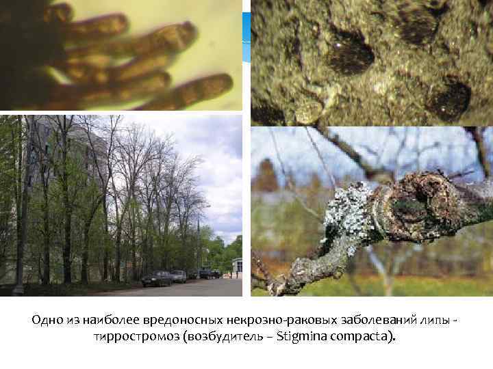 Одно из наиболее вредоносных некрозно-раковых заболеваний липы тирростромоз (возбудитель – Stigmina compacta). 