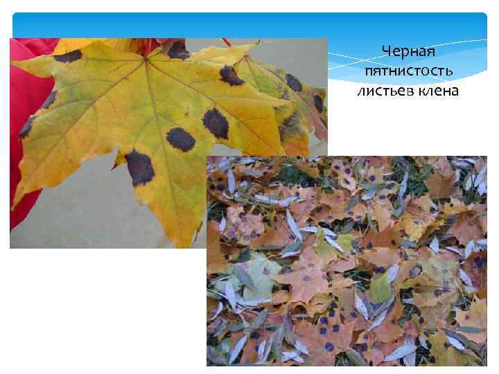Черная пятнистость листьев клена 
