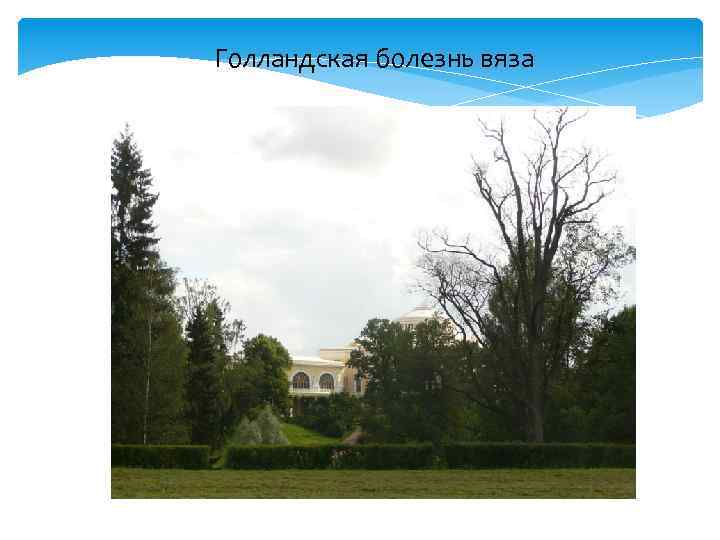 Голландская болезнь вяза 