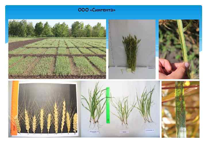 ООО «Сингента» 
