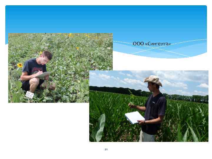ООО «Сингента» 21 