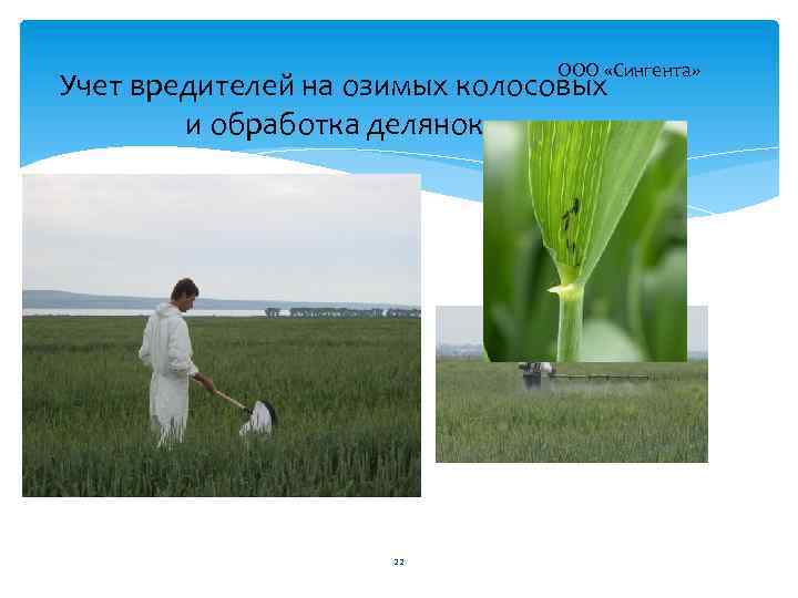 ООО «Сингента» Учет вредителей на озимых колосовых и обработка делянок 22 