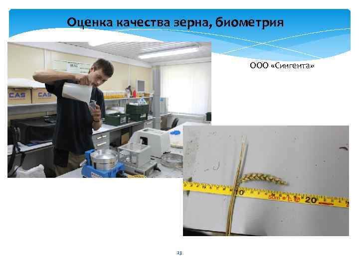 Оценка качества зерна, биометрия ООО «Сингента» 23 