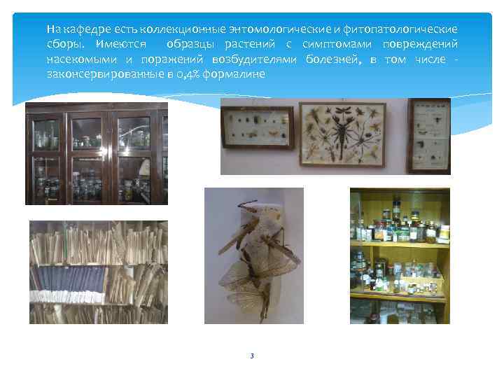 На кафедре есть коллекционные энтомологические и фитопатологические сборы. Имеются образцы растений с симптомами повреждений