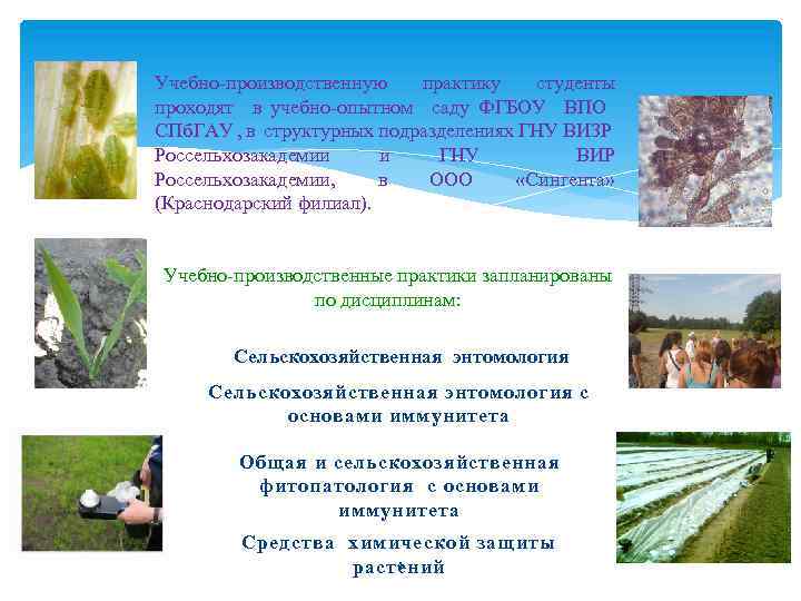 Учебно-производственную практику студенты проходят в учебно-опытном саду ФГБОУ ВПО СПб. ГАУ , в структурных