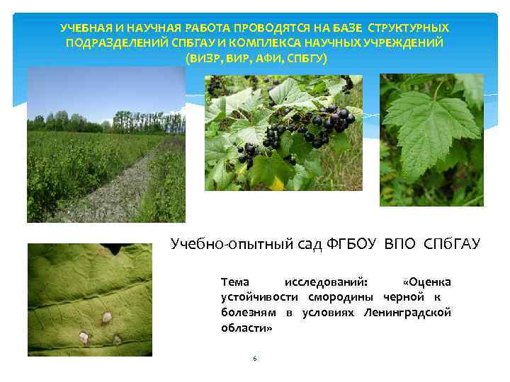 УЧЕБНАЯ И НАУЧНАЯ РАБОТА ПРОВОДЯТСЯ НА БАЗЕ СТРУКТУРНЫХ ПОДРАЗДЕЛЕНИЙ СПБГАУ И КОМПЛЕКСА НАУЧНЫХ УЧРЕЖДЕНИЙ