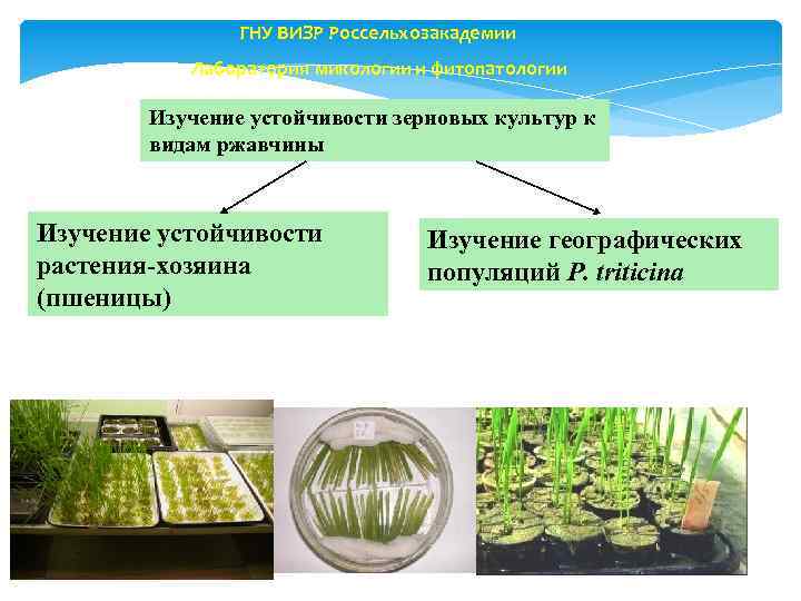 ГНУ ВИЗР Россельхозакадемии Лаборатория микологии и фитопатологии Изучение устойчивости зерновых культур к видам ржавчины