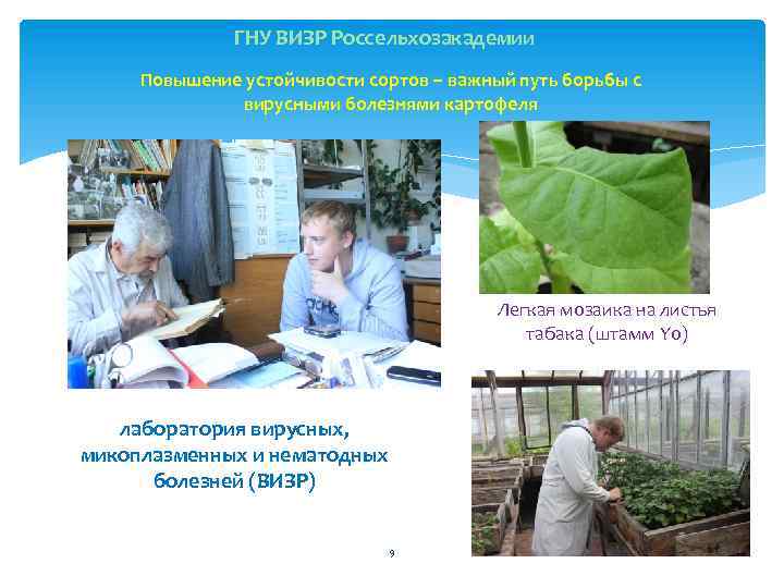 ГНУ ВИЗР Россельхозакадемии Повышение устойчивости сортов – важный путь борьбы с вирусными болезнями картофеля