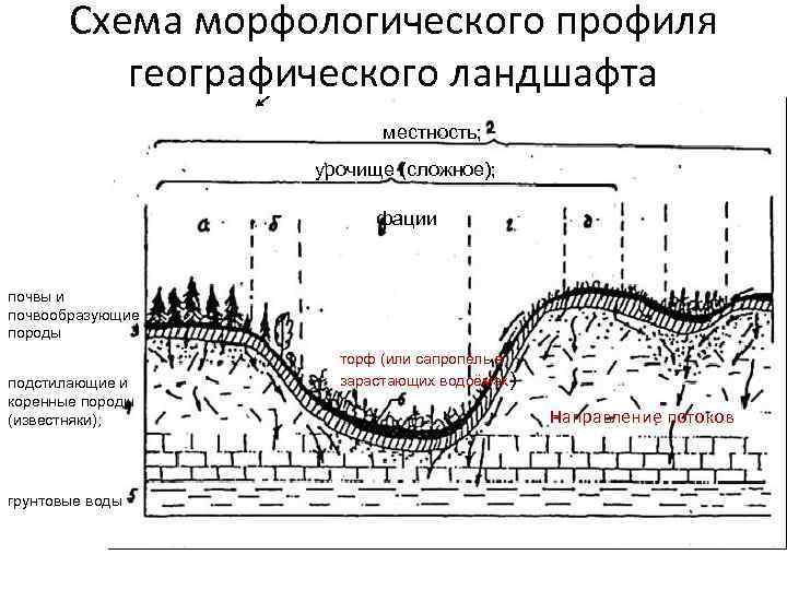 Схема морфологического профиля географического ландшафта местность; урочище (сложное); фации почвы и почвообразующие породы подстилающие