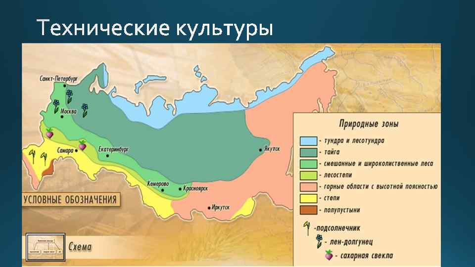 Тайга и смешанные леса технические культуры