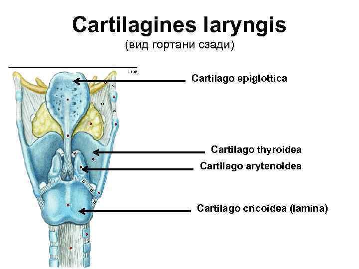 Cartilagines laryngis (вид гортани сзади) Cartilago epiglottica Cartilago thyroidea Cartilago arytenoidea Cartilago cricoidea (lamina)