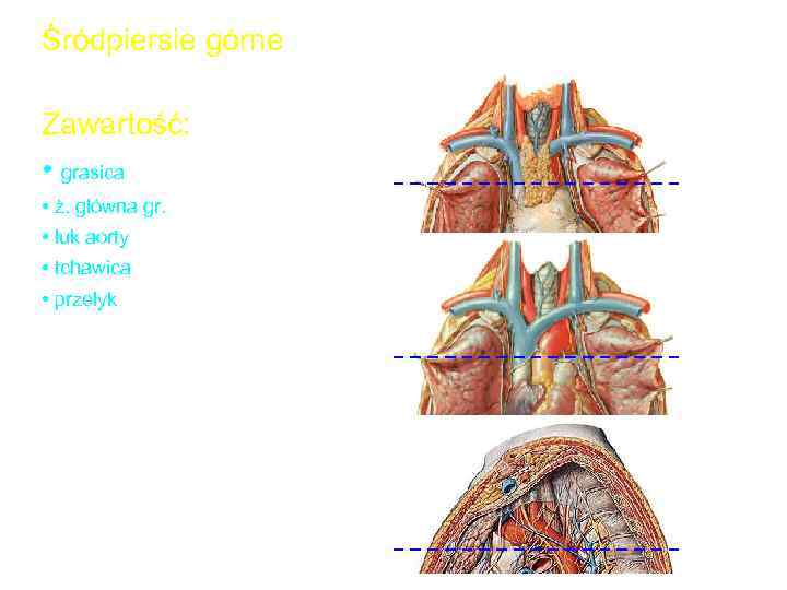 Śródpiersie górne Zawartość: • grasica • ż. główna gr. • łuk aorty • tchawica