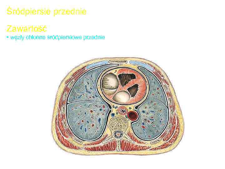 Śródpiersie przednie Zawartość • węzły chłonne śródpiersiowe przednie 