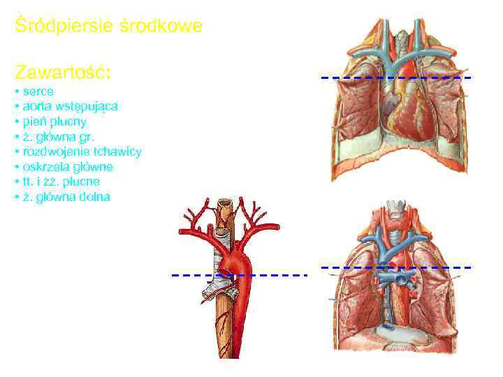 Śródpiersie środkowe Zawartość: • serce • aorta wstępująca • pień płucny • ż. główna