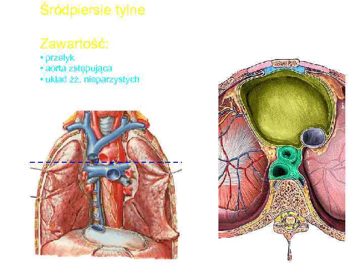 Śródpiersie tylne Zawartość: • przełyk • aorta zstępująca • układ żż. nieparzystych 