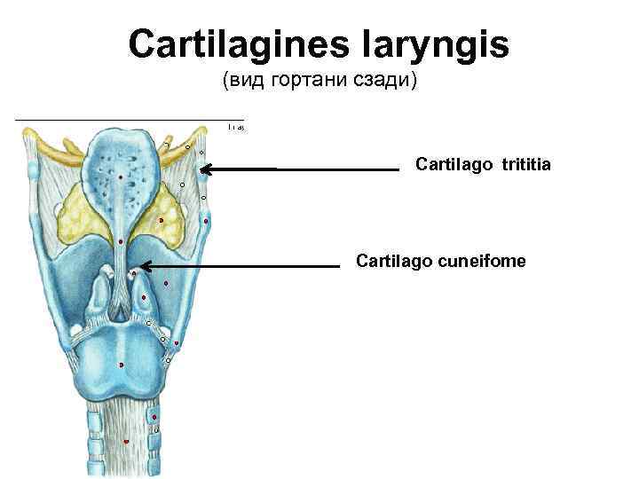 Cartilagines laryngis (вид гортани сзади) Cartilago trititia Cartilago cuneifome 