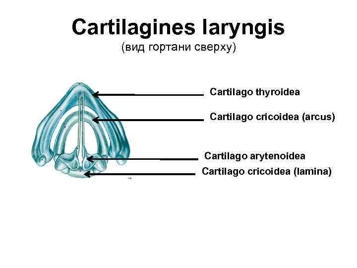 Cartilagines laryngis (вид гортани сверху) Cartilago thyroidea Cartilago cricoidea (arcus) Cartilago arytenoidea Cartilago cricoidea