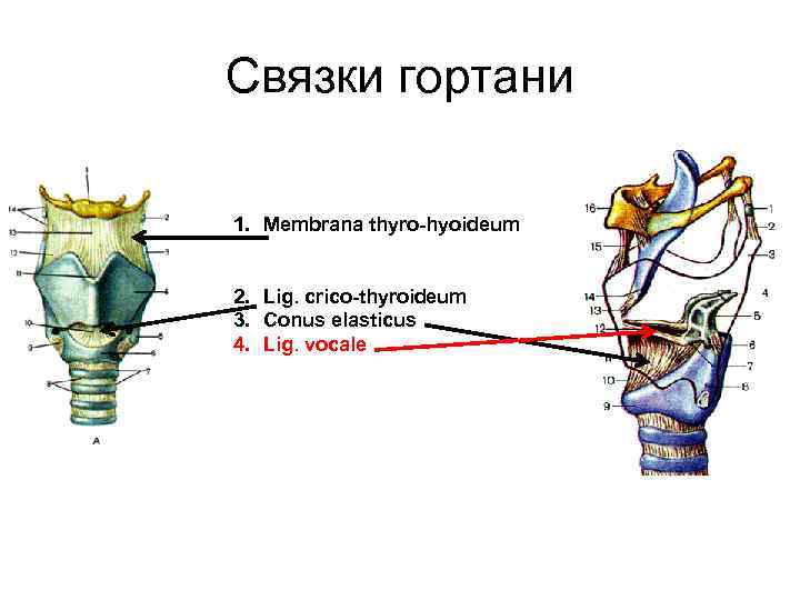 Связки гортани 1. Membrana thyro-hyoideum 2. Lig. crico-thyroideum 3. Conus elasticus 4. Lig. vocale