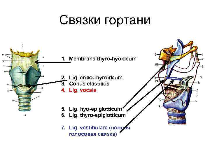 Связки гортани 1. Membrana thyro-hyoideum 2. Lig. crico-thyroideum 3. Conus elasticus 4. Lig. vocale