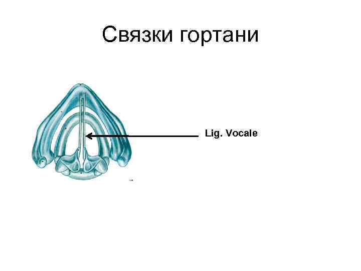 Связки гортани Lig. Vocale 