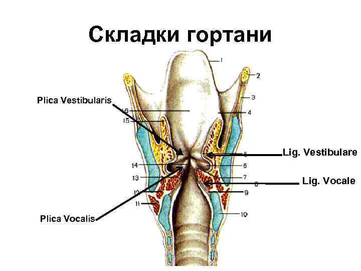 Складки гортани Plica Vestibularis Lig. Vestibulare Lig. Vocale Plica Vocalis 