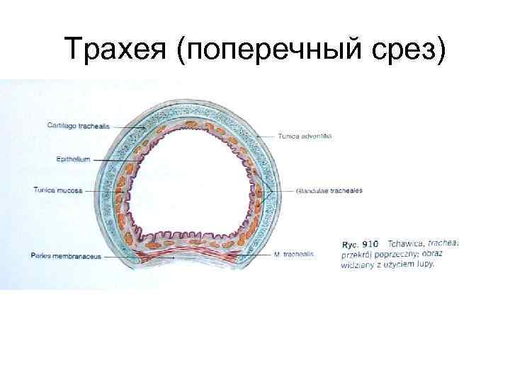 Рассмотрите рисунок на котором изображен поперечный срез трахеи человека назовите структуры