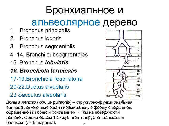 Бронхиальное и альвеолярное дерево 1. Bronchus principalis 2. Bronchus lobaris 3. Bronchus segmentalis 4