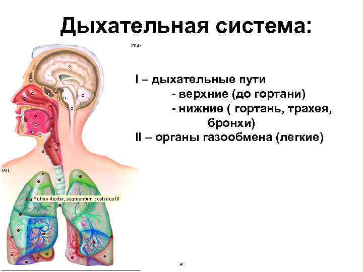 Дыхательная система: I – дыхательные пути - верхние (до гортани) - нижние ( гортань,