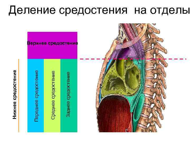 Заднее средостение Среднее средостение Переднее средостение Нижнее средостение Деление средостения на отделы Верхнее средостение