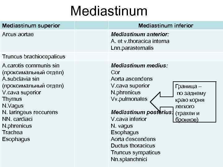 Mediastinum superior Arcus aortae Mediastinum inferior Mediastinum anterior: A. et v. thoracica interna Lnn.