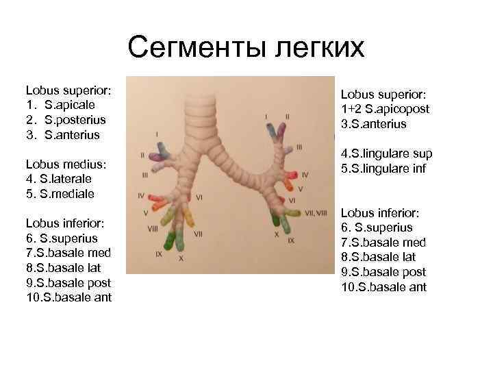 Сегменты легких Lobus superior: 1. S. apicale 2. S. posterius 3. S. anterius Lobus