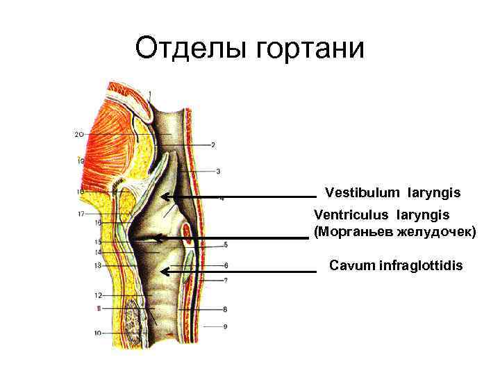 Преддверие гортани ограничено. Отделы гортани анатомия. Подголосовая полость гортани.