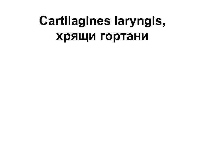 Cartilagines laryngis, хрящи гортани 