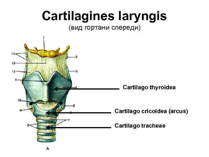 Cartilagines laryngis (вид гортани спереди) Cartilago thyroidea Cartilago cricoidea (arcus) Cartilago tracheae 