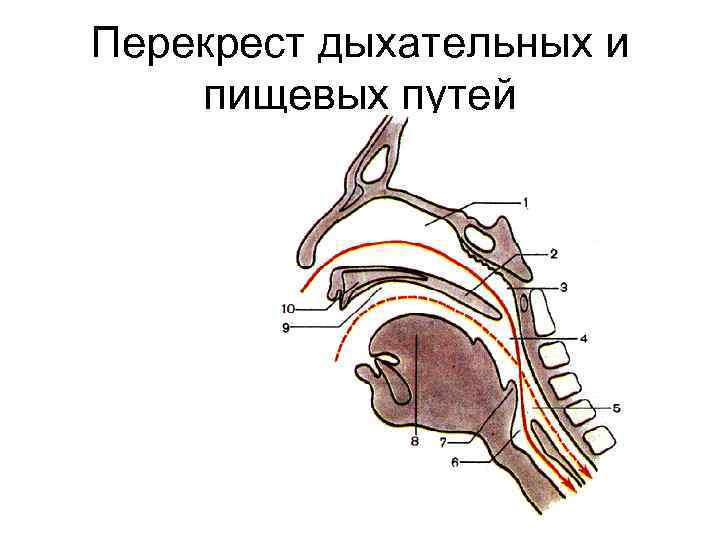 Перекрест дыхательных и пищевых путей 