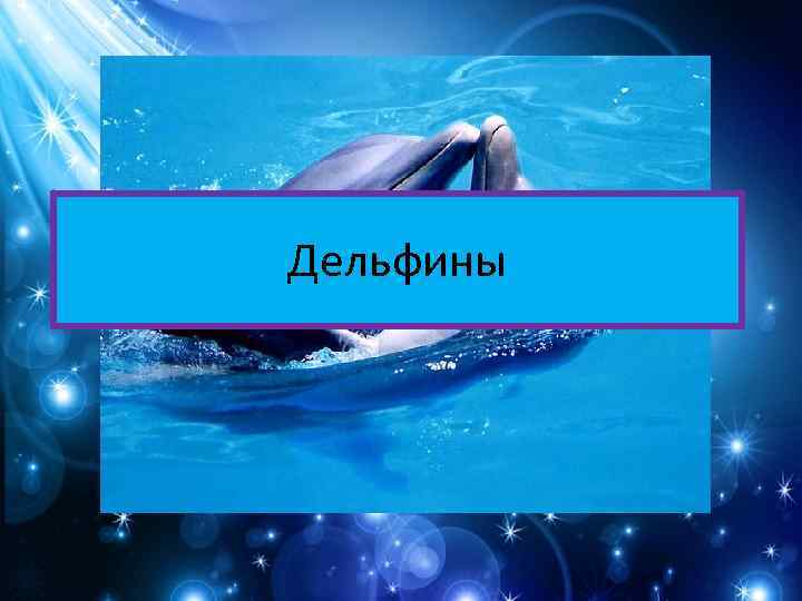 Дельфины 