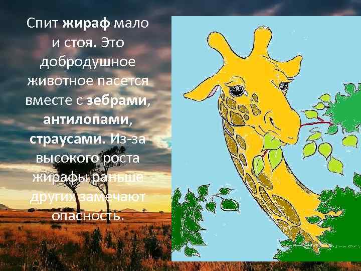 Спит жираф мало и стоя. Это добродушное животное пасется вместе с зебрами, антилопами, страусами.