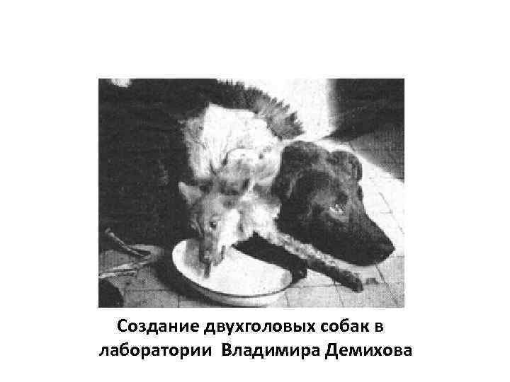 Создание двухголовых собак в лаборатории Владимира Демихова 
