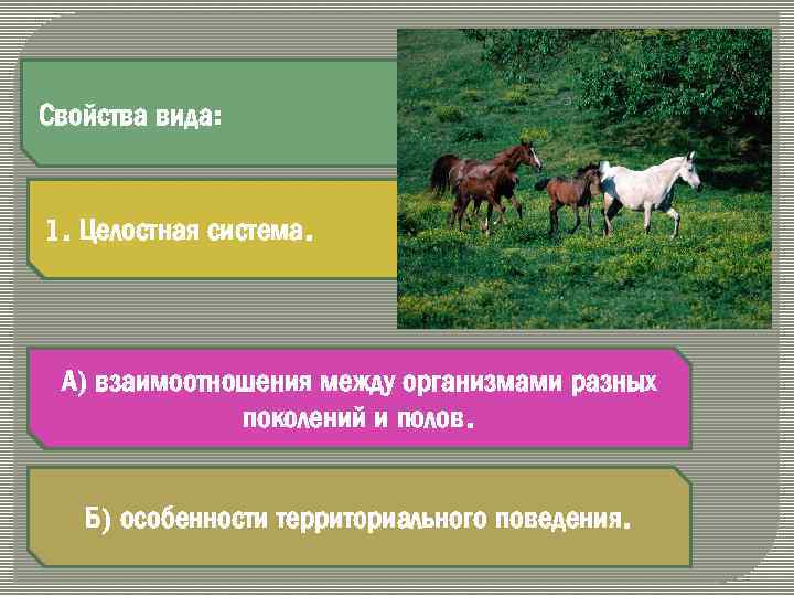 Свойства вида: 1. Целостная система. А) взаимоотношения между организмами разных поколений и полов. Б)