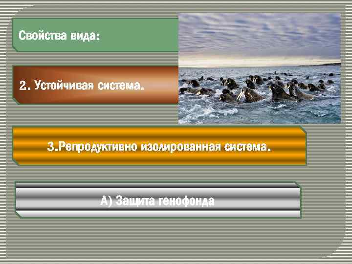 Свойства вида: 2. Устойчивая система. 3. Репродуктивно изолированная система. А) Защита генофонда 