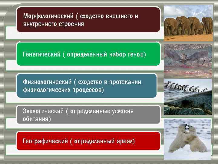 Морфологический ( сходство внешнего и внутреннего строения Генетический ( определенный набор генов) Физиологический (
