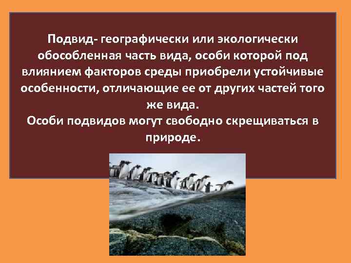 Что такое особей. Подвид это в биологии. Подвид примеры. Популяция подвид. Причины устойчивости подвида в биологии.