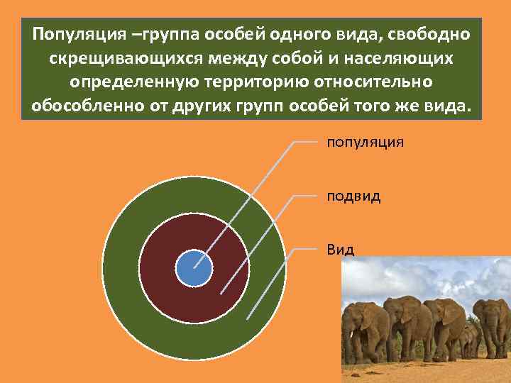 Популяция вид подвид особь