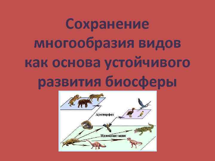 Роль человека в сохранении разнообразия видов в природе проект 9 класс