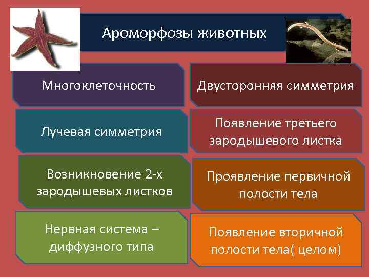 Теория многообразия видов