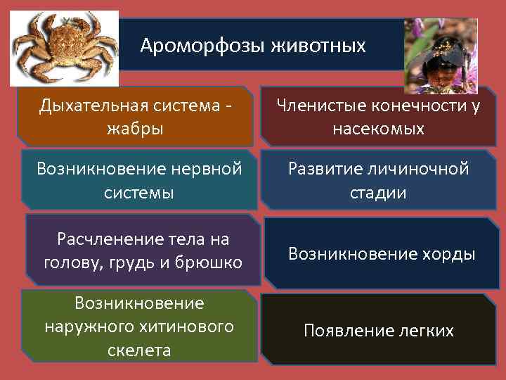 Сохранение многообразия видов как основа устойчивого развития биосферы презентация 11 класс