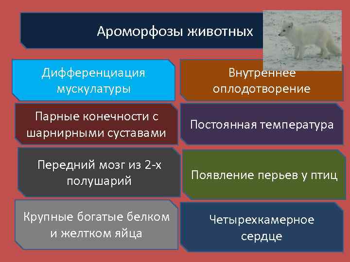Ароморфозы животных Дифференциация мускулатуры Внутреннее оплодотворение Парные конечности с шарнирными суставами Постоянная температура Передний